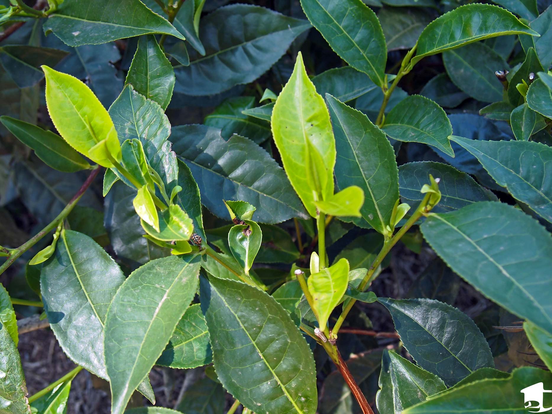 Tea Leaves Ready to Pick
