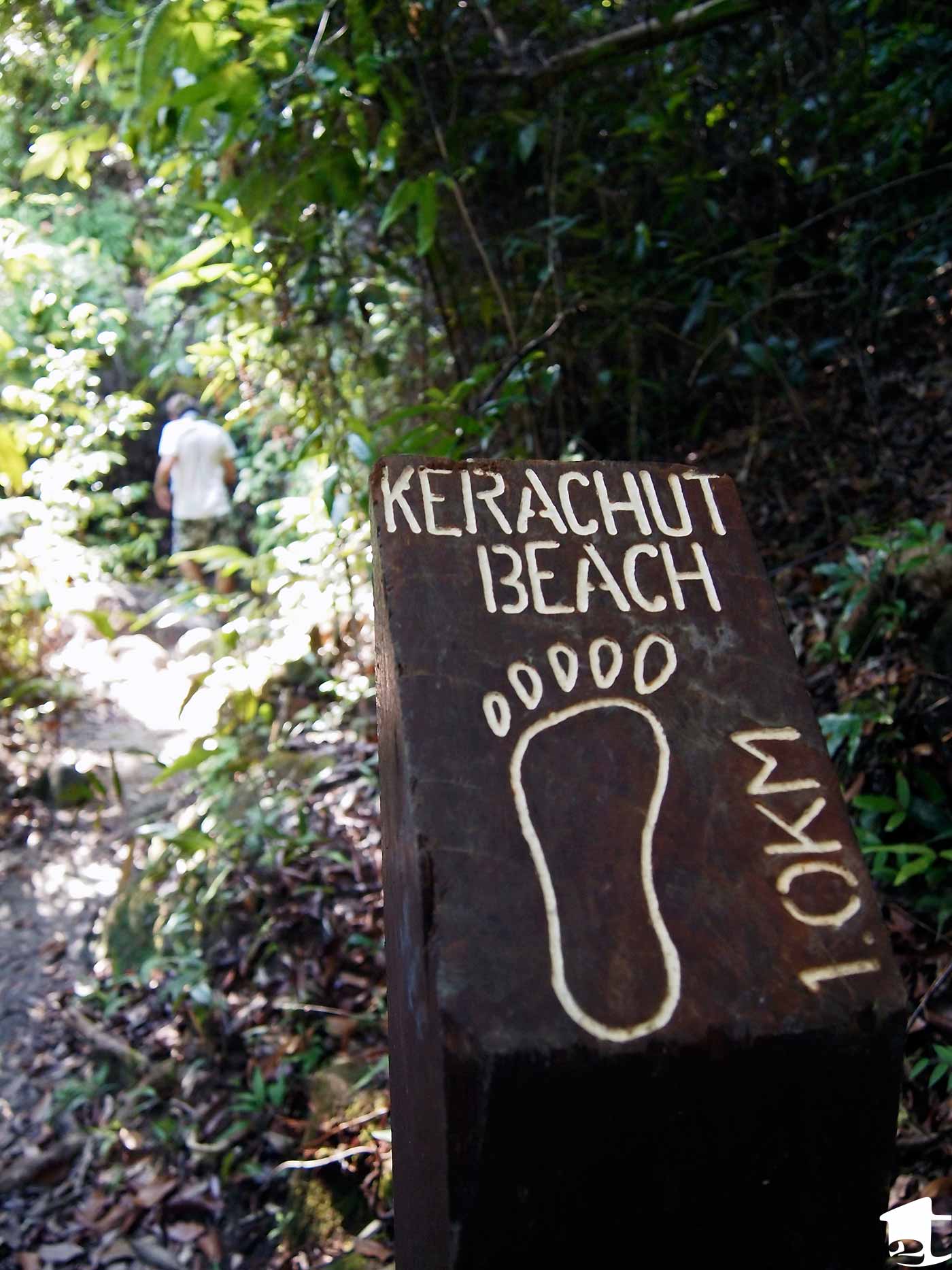 Hiking Through Penang National Park