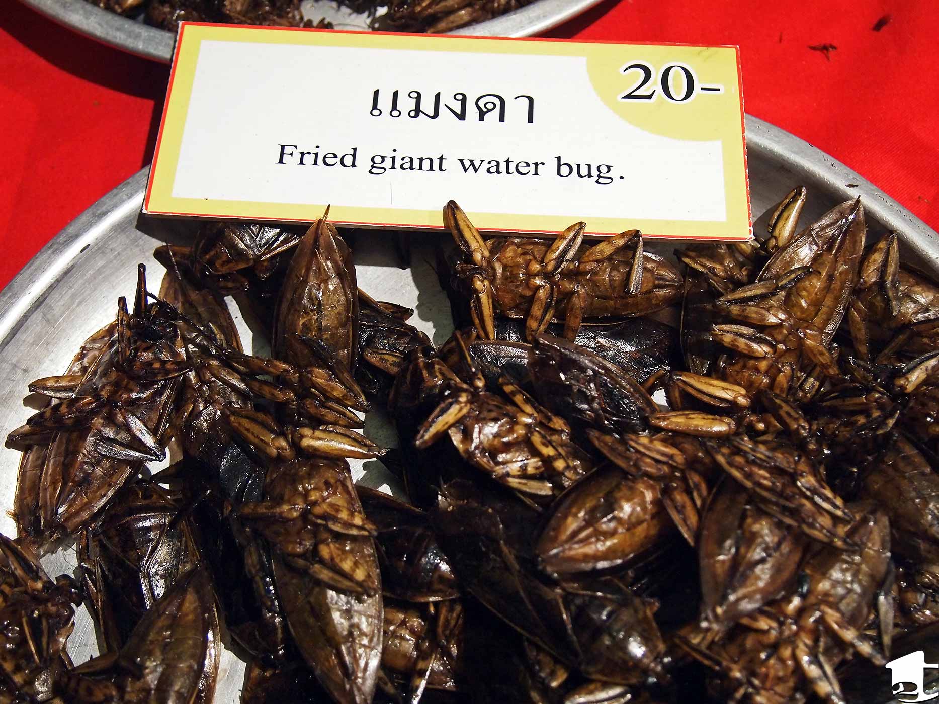 Fried Giant Water Bug