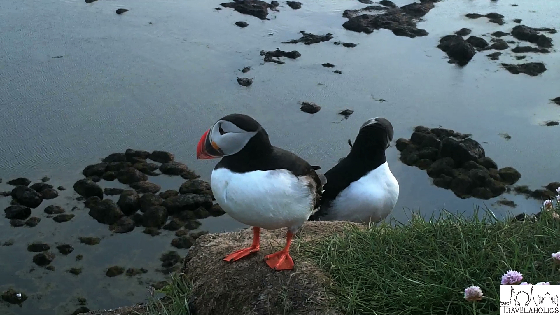 Video Up Close And Personal With Icelandic Puffins