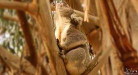 Video: Not So Cute Koala
