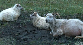 Video: Icelandic Sheep Chewing The Cud