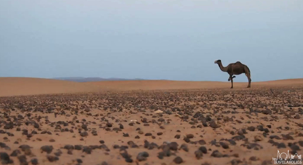 Video: Berber Songs In The Sahara Desert Song One