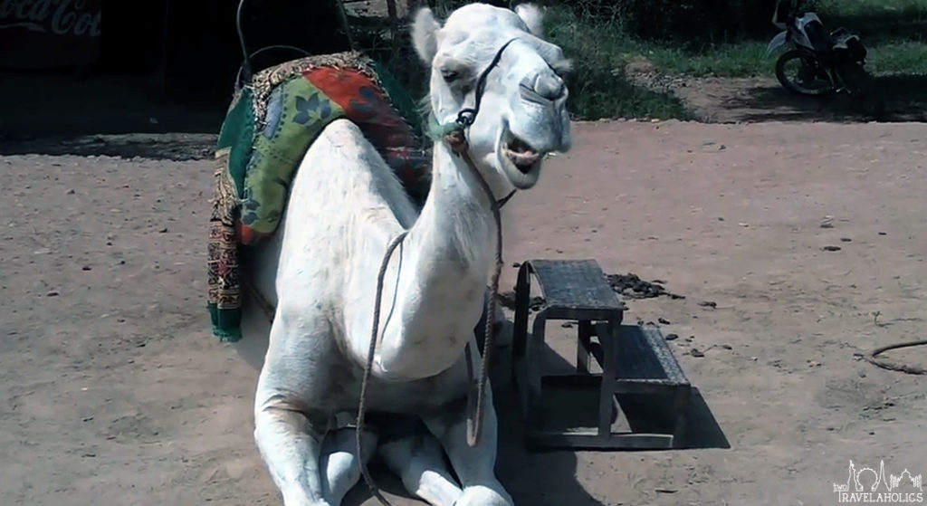 Video: Camel Chewing The Cud, Morocco