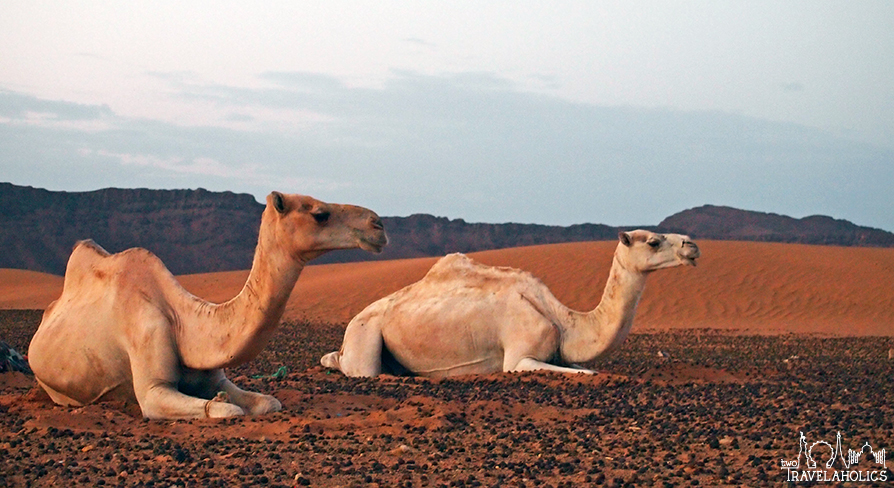 Camels in the Sahara Desert