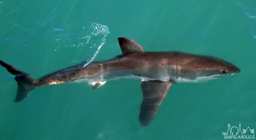Great White Shark