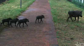 Video: Baby Warthogs Walking Through Downtown Victoria Falls, Zimbawe