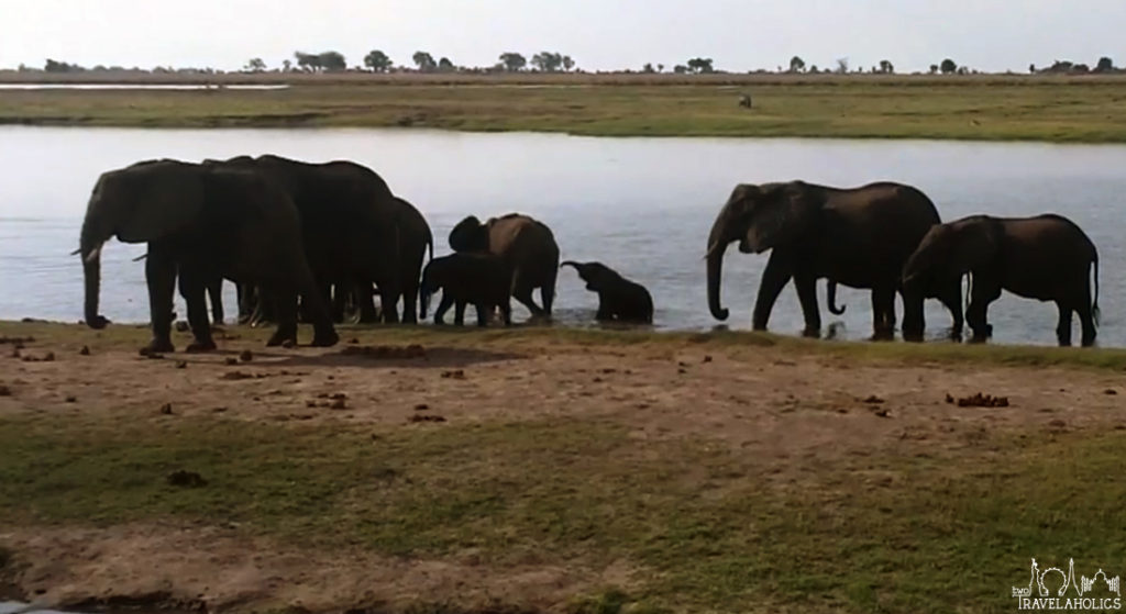 Video: Best Animal Sightings In Our Time In Africa
