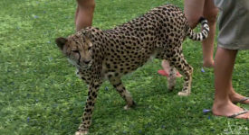 Video: Camp Otjitotongwe Cheetah Guestfarm, Namibia