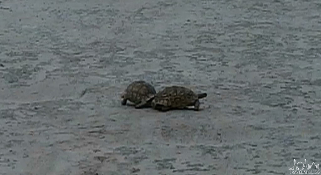 Video: Leopard Tortoises Fighting In Chobe National Park, Botswana