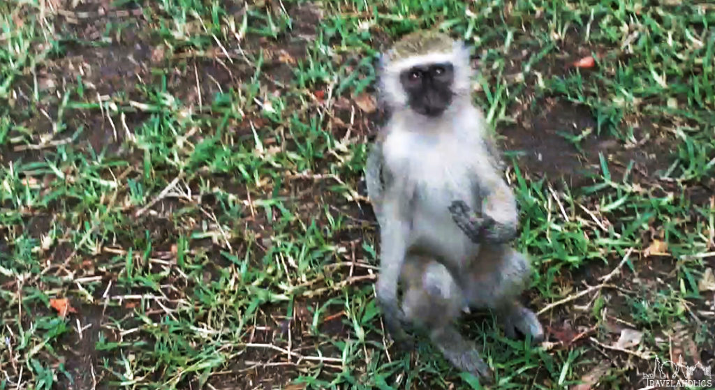 Video: Super Smart Monkeys At Victoria Falls, Zimbabwe