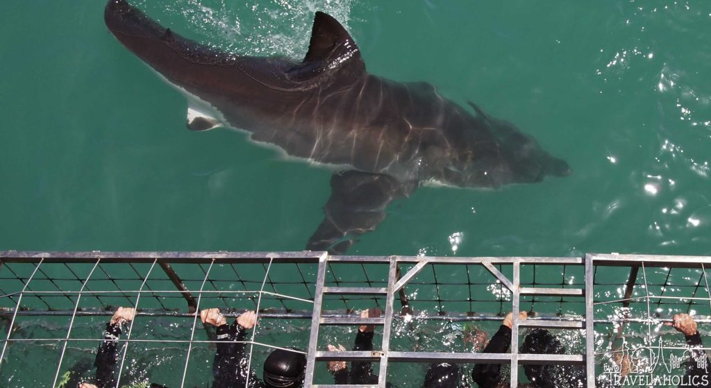 Cage Diving with Great White Sharks