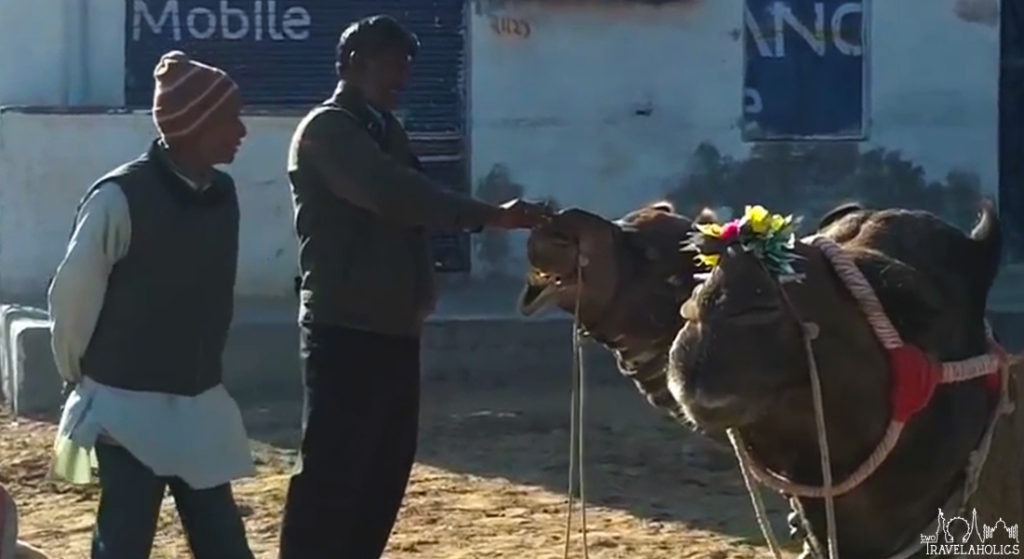 Video: Camel Smoking Marijuana In Bikaner, India