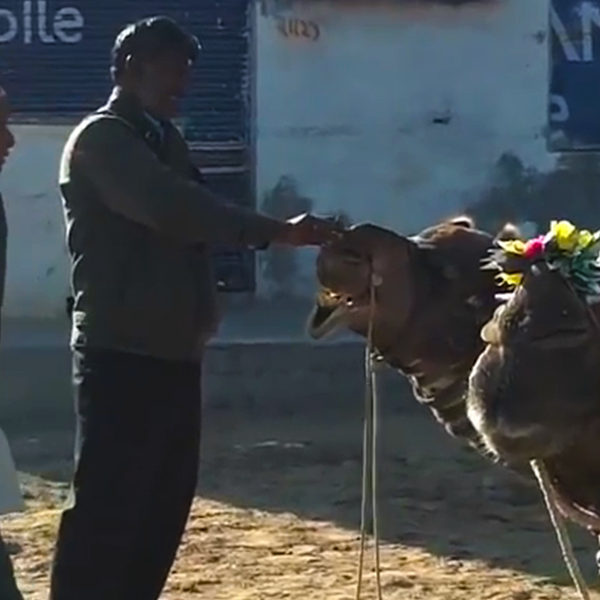 Video: Camel Smoking Marijuana In Bikaner, India