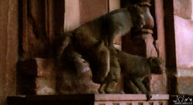 Video: Monkeys Humping In Agra Fort, India