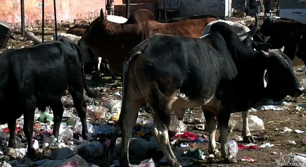 Video: Northern India: Dogs, Cows and Garbage