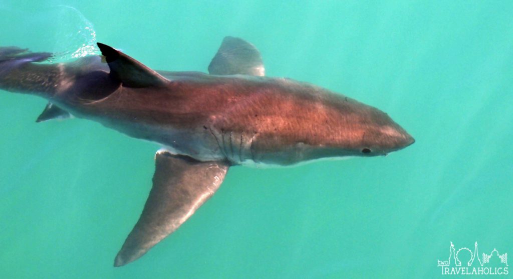 Great White Shark in Gansbaai