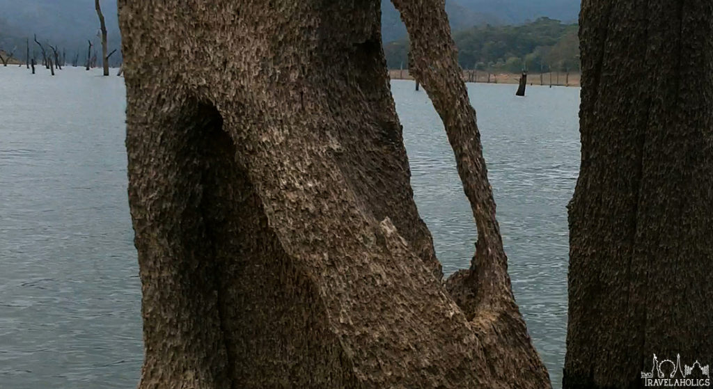 Video: Touring Periyar National Park, India