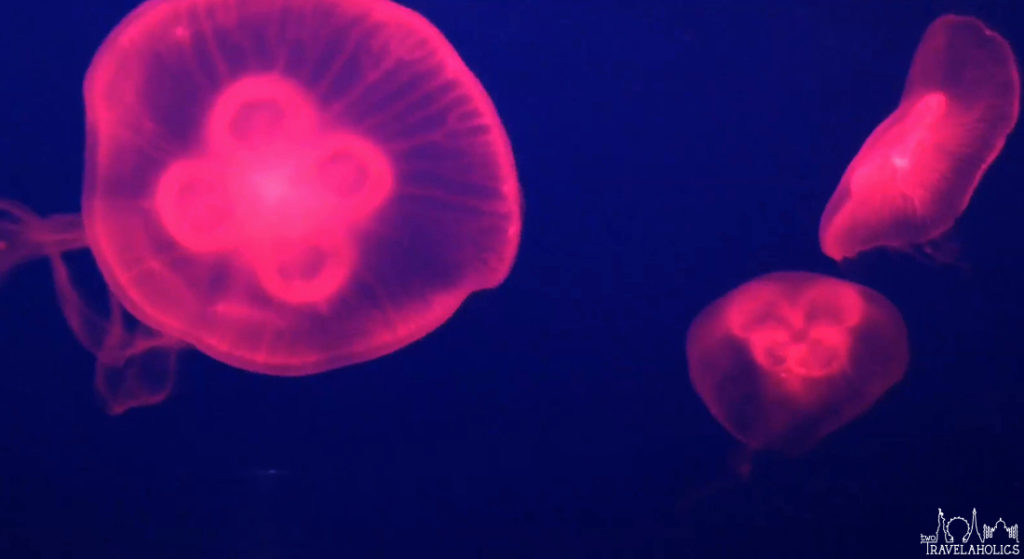 Video: Jellyfish Swimming at Underwater World, Singapore