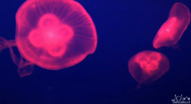Video: Jellyfish Swimming at Underwater World, Singapore