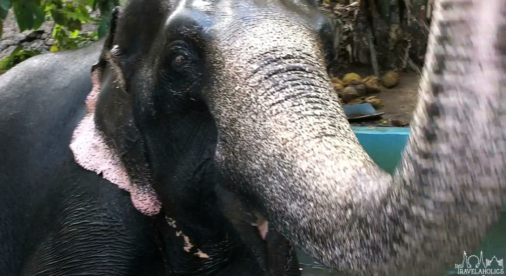 Video: Riding And Bathing Elephants Thekkady, India