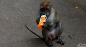 Video: Cheeky Monkeys At Batu Caves Kuala Lumpur, Malaysia