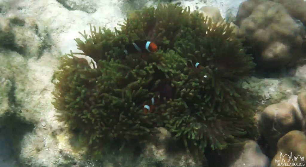 Video: Snorkeling Around The Perhentian Islands, Malaysia