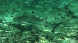 Video: Snorkeling With Black Tip Sharks, Malaysia