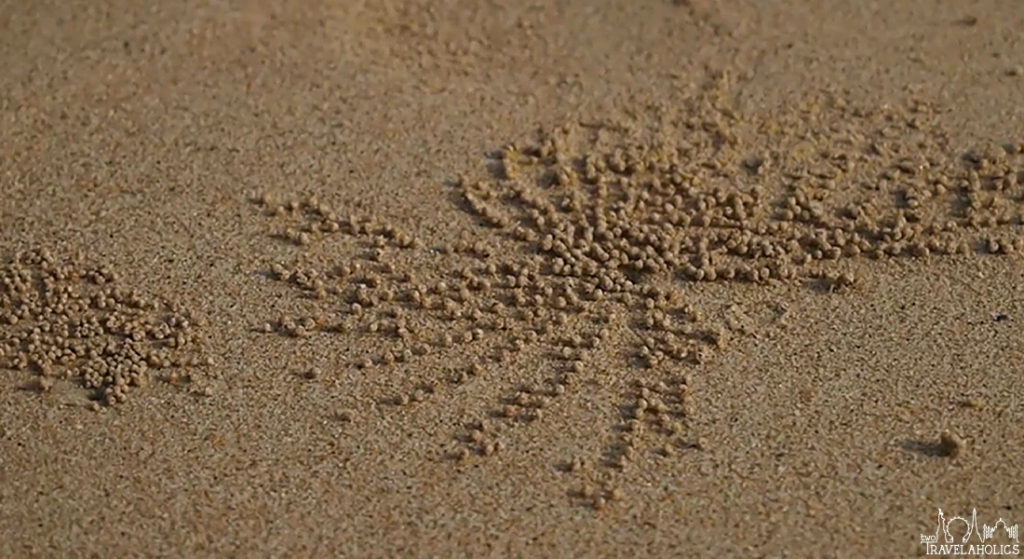 Video: Sand Bubbler Crabs In Krabi, Thailand