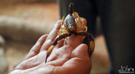 Mike Holds a Scorpion