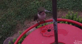 Video: Inches Away From Feeding Hummingbirds
