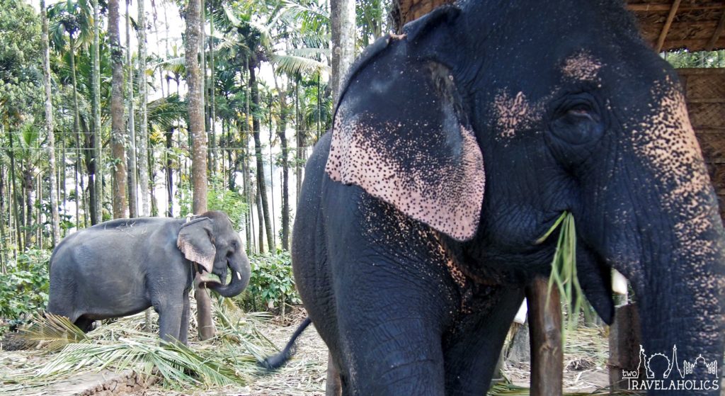 Elephants in Kumily, India