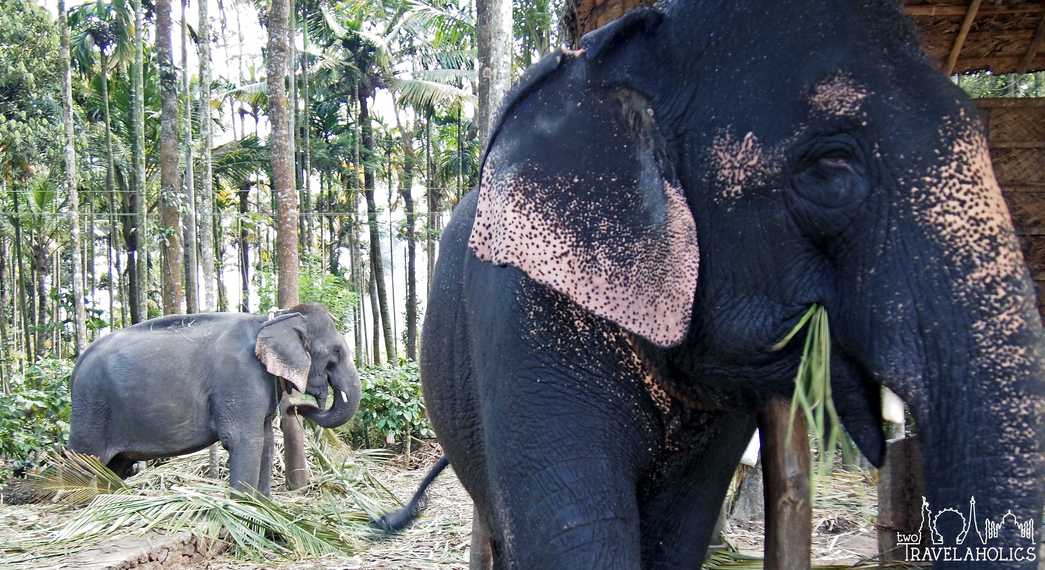 Visiting Kerala and the Periyar Wildlife Reserve