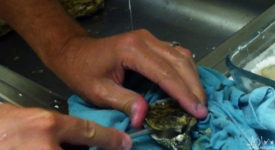 Video: How To Shuck Oysters With A Screwdriver