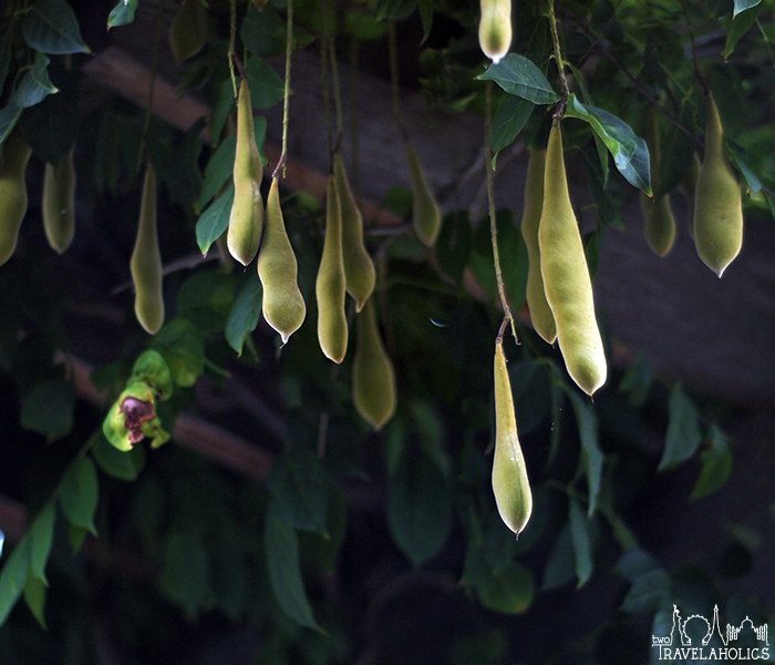 Pea pods hanging inside the National Arboretum