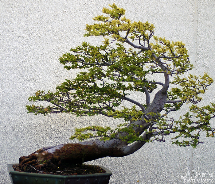 Chinese elm penjing tree inside the National Arboretum