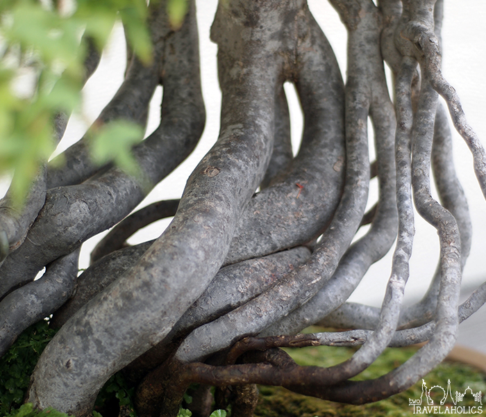 Close-up shot of a North American bonsai tree's roots inside the National Arboretum