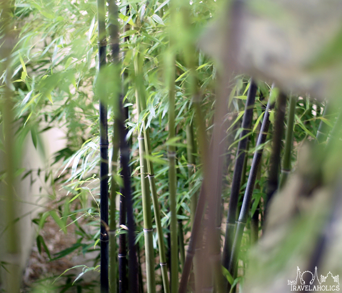 Bamboo trees inside the National Arboretum