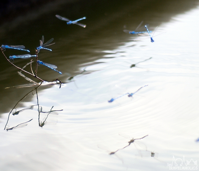 Dragonflies buzzing at the National Arboretum