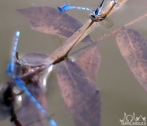 Dragonflies mating at the National Arboretum