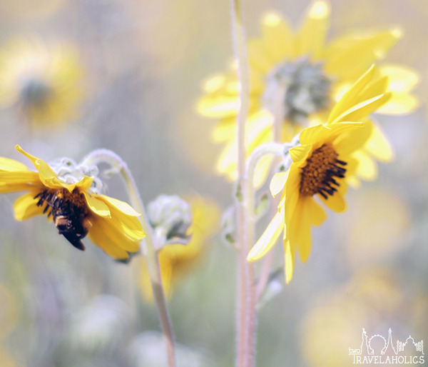 Bees pollinating prairie wildflowers at the National Arboretum