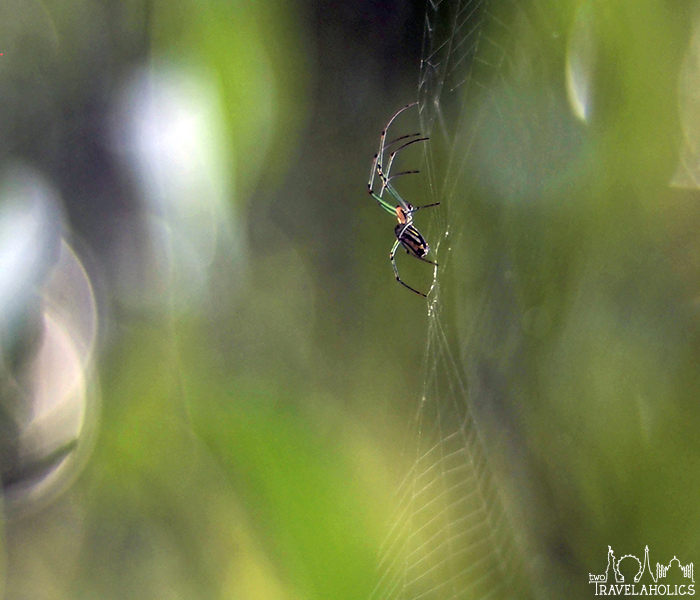 A spider hanging out in his web inside the National Arboretum