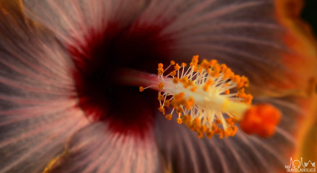 A Visit to the United States Botanic Garden