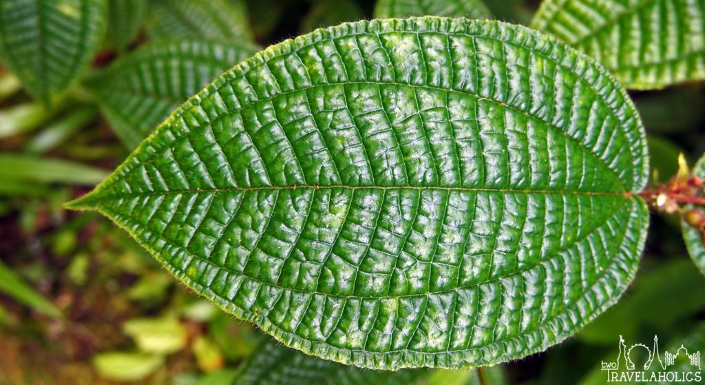 Leaf in Hawaii