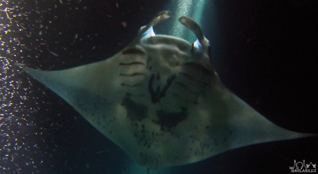 Manta Ray
