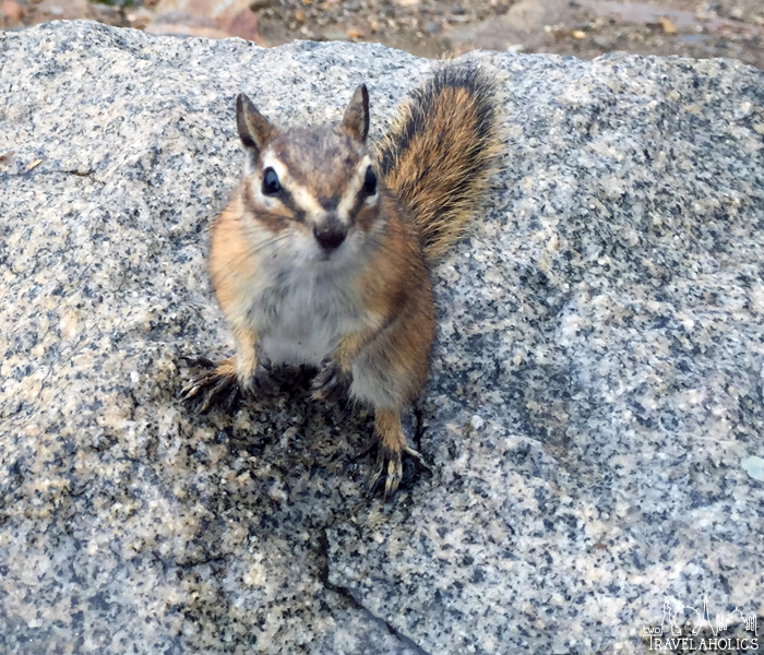 Curious chipmunk at Rocky Mountain National Park.
