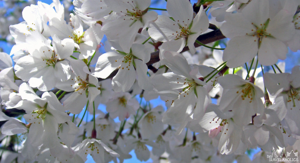 Best Ways to Enjoy the Cherry Blossoms in D.C.