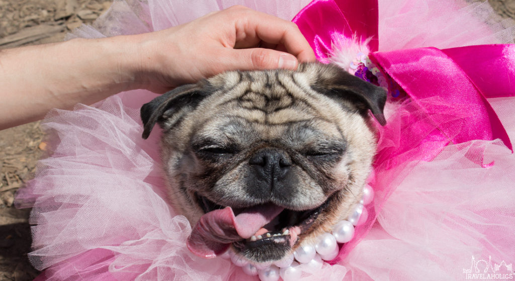 Pugs Take DC Photo Gallery